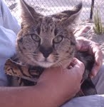 Segue F-1 Savannah Male DOB 7/20/10