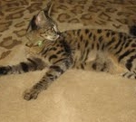 Segue F-1 Savannah Male DOB 7/20/10