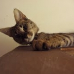Segue F-1 Savannah Male DOB 7/20/10