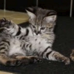 Segue F-1 Savannah Male DOB 7/20/10
