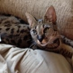 Segue F-1 Savannah Male DOB 7/20/10