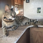 Segue F-1 Male savannah