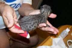 Isis F-1 Savannah Female 7-20-10