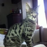 Isis F-1 Savannah Female DOB 7/20/10