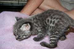 Billy - F-1 Savannah Male  DOB 7-20-10