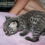 Billy F-1 Savannah Male DOB 7-20-10