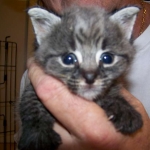 Billy F-1 Savannah Male DOB 7-20-10