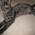 Billy F-1 Savannah Male DOB 7-20-10