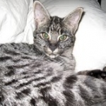 Billy F-1 Savannah Male DOB 7-20-10