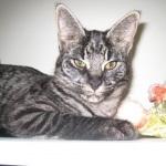 Billy F-1 Savannah Male DOB 7-20-10
