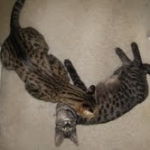 Billy F-1 Savannah Male DOB 7-20-10