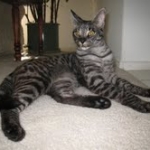 Billy F-1 Savannah Male DOB 7-20-10