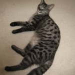 Billy F-1 Savannah Male DOB 7-20-10