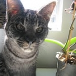 Billy F-1 Savannah Male DOB 7-20-10