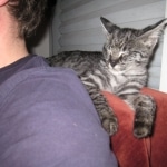 Billy F-1 Savannah Male DOB 7-20-10