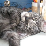 Billy F-1 Savannah Male DOB 7-20-10