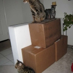 Billy F-1 Savannah Male DOB 7-20-10