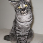 Billy F-1 Savannah Male DOB 7-20-10