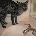 Billy F-1 Savannah Male DOB 7-20-10