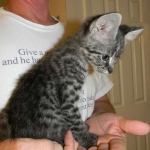 Billy F-1 Savannah Male DOB 7-20-10