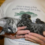 Billy F-1 Savannah Male DOB 7-20-10