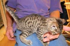 Luke - Bronze Egyptain Mau Male  DOB 9-19-10