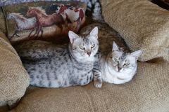 Nile - Egyptain Mau Silver Female DOB 9-19-10