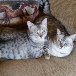 Nile - Silver Egyptain Mau DOB 9-19-10