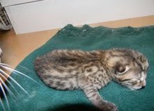 Canada - Egyptian Mau Bronze Male  DOB 9-19-10