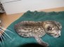 Canada - Egyptian Mau Bronze Male  DOB 9-19-10