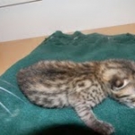 Canada - Bronze Male Egyptain Mau DOB 9-19-10