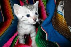 Amun Ra Egyptian Mau, Silver Male 1 DOB 5-12-16