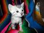Amun Ra Egyptian Mau, Silver Male 1 DOB 5-12-16