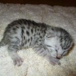Egyptian Mau, silver male DOB 5-12-16