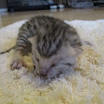 Egyptian Mau, silver male DOB 5-12-16