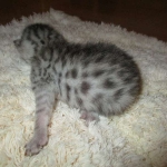 Egyptian Mau, silver male DOB 5-12-16
