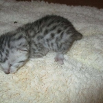 Egyptian Mau, silver male DOB 5-12-16