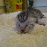 Egyptian Mau, silver male DOB 5-12-16