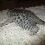 Egyptian Mau, silver male DOB 5-12-16