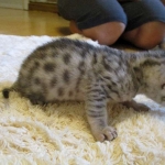 Egyptian Mau, silver male DOB 5-12-16
