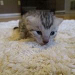 Egyptian Mau, silver male DOB 5-12-16
