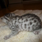 Egyptian Mau, silver male DOB 5-12-16