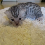 Egyptian Mau, silver male DOB 5-12-16