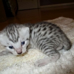 Egyptian Mau, silver male DOB 5-12-16