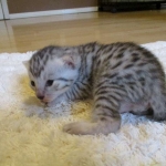 Egyptian Mau, silver male DOB 5-12-16