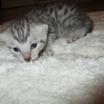 Egyptian Mau, silver male DOB 5-12-16