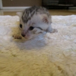 Egyptian Mau, silver male DOB 5-12-16