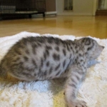 Egyptian Mau, silver male DOB 5-12-16
