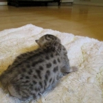 Egyptian Mau, silver male DOB 5-12-16