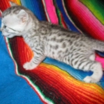 Egyptian Mau, silver male DOB 5-12-16